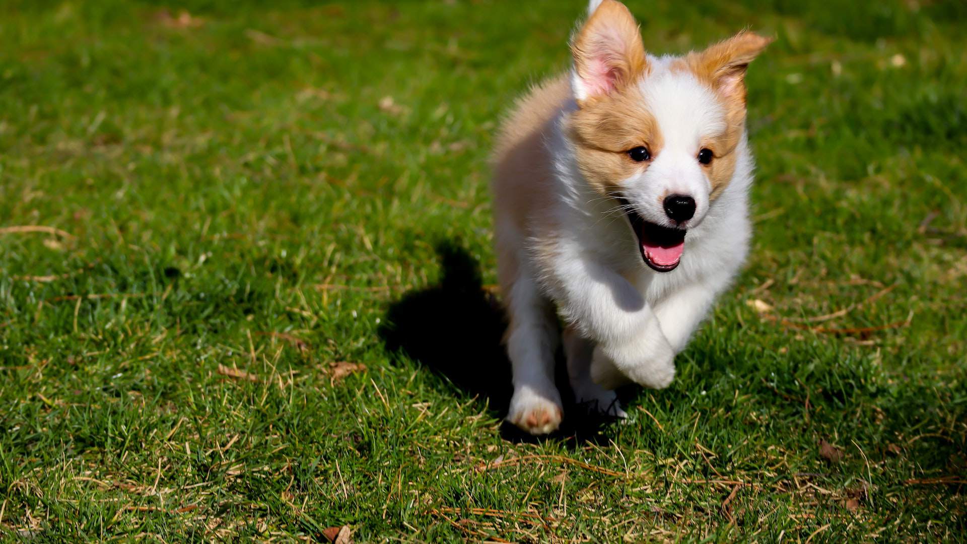 puppy running in the grass