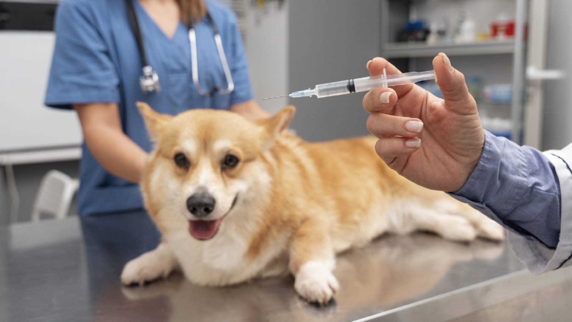 dog getting vaccine at the vet