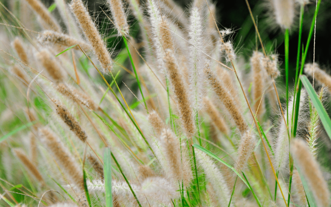The Menace of Foxtail Grass: Protecting Your Furry Friends